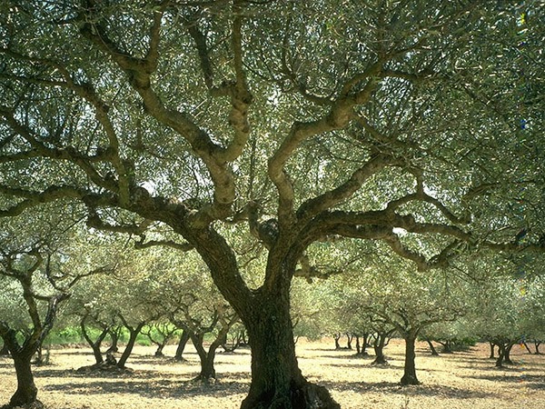 /img/posts/olive tree.jpg
